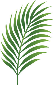Vibrant Green Palm Leaf Isolated on White Background, a Stylized Tropical Frond for Summer Holiday Design Elements and Exotic Nature Concepts.