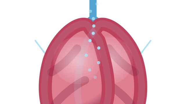 Human lung anatomy showing oxygen flow through the airway system with a blue bronchial tube representing healthy breathing function for medical educational purposes in clinical healthcare