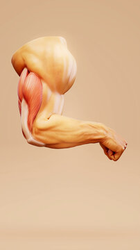 Conceptual 3D illustration of triceps muscle anatomy in the human arm