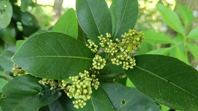 A close-up photograph showcasing lush green leaves intertwined with clusters of tiny developing flower buds on a delicate stem set against a softly blurred natural background.