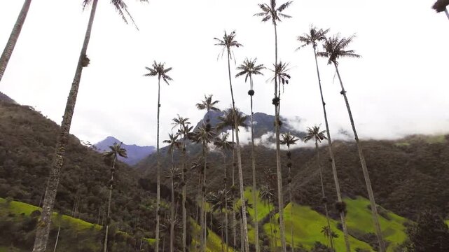 A woman with a backpack admires towering palms before the view opens onto green mountain slopes and low clouds in Cocora Valley, Colombia.