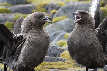 Labbe antarctique en Géorgie du sud © Laurent JAMIN