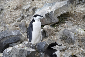Manchots à jugulaire, en Antarctique mer de Weddell  © Laurent JAMIN