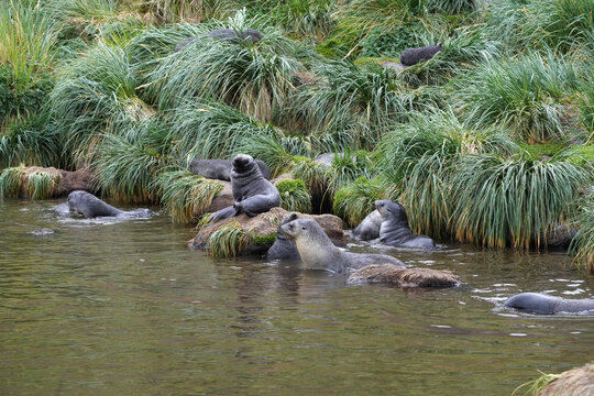 Otaries &agrave; fourrure en G&eacute;orgie du sud