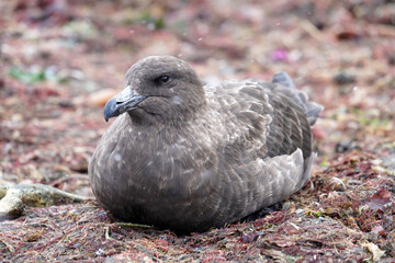 Labbe antarctique en Géorgie du sud © Laurent JAMIN