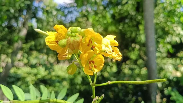 A close-up photograph capturing open yellow flowers alongside tightly closed green buds on a slender stem surrounded by a soft-focus natural environment.