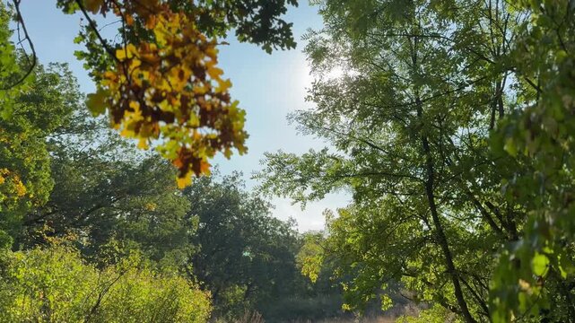 tree in the forest