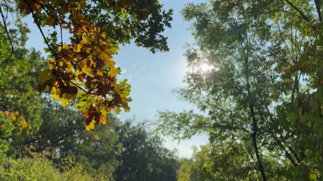 trees and sky