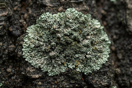&bull;	Close-up macro view of a crusty green and grey lichen patch growing on tree bark