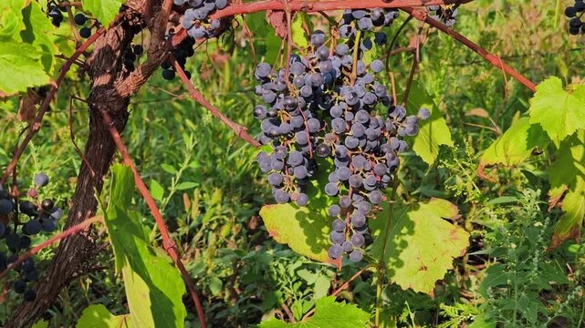 Clusters of ripe black wine grapes hanging on a grapevine with green leaves in a sunny vineyard during the autumn harvest season.