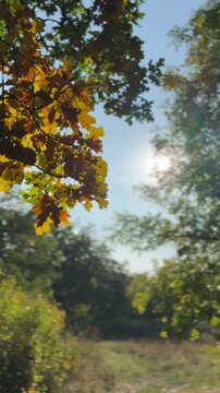 autumn in the forest