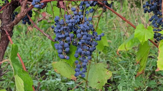 Clusters of ripe black wine grapes hanging on a grapevine with green leaves in a sunny vineyard during the autumn harvest season.