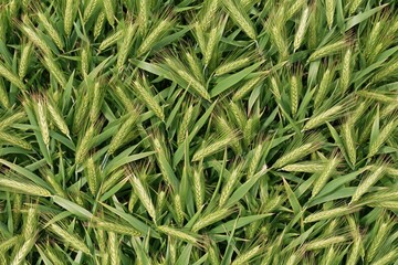 Obraz premium Dense field of green wheat stalks with ripe ears under natural daylight, shallow depth of field and vibrant summer tones