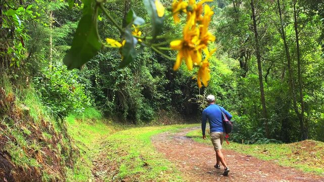 Focus shifts from a man walking along a forest path to a yellow foreground flower in Cocora, Colombia, leaving the man blurred in the background in slow motion.