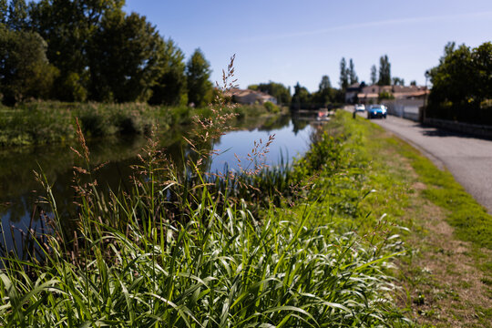 herbes hautes en bordure de rivi&egrave;re