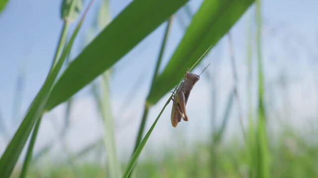 A brown grasshopper rests on a tall blade of grass under bright sunlight. The meadow setting offers a peaceful countryside ambiance. Wild vegetation softly blurs beneath a clear sky.