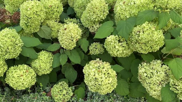 Close up of blooming green hydrangeas in a garden in Winchester England