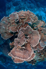 Downward Shot of Orange-Brown Table Coral with Surrounding Reef © mikeennis_uw