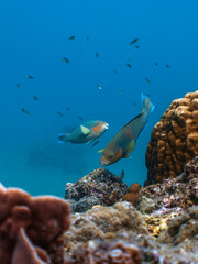 Parrot Fish Above Tropical Coral Reef With Cleaning Station And Fish - Vertical © mikeennis_uw