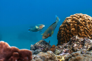 Parrot Fish Above Tropical Coral Reef With Cleaning Station - Horizontal © mikeennis_uw
