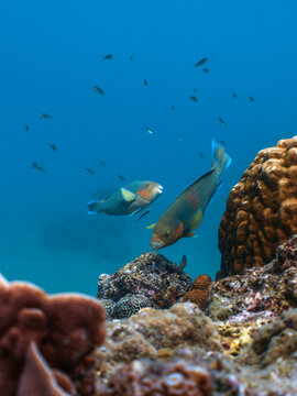 Parrot Fish Above Tropical Coral Reef With Cleaning Station And Fish - Vertical