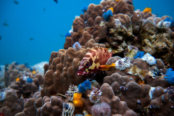 Close-up Blacktip Grouper on Coral with Christmas Tree Worms Blue Water © mikeennis_uw