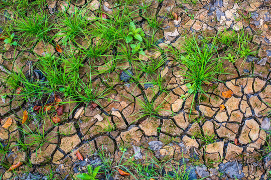 New Beginning, Natural Drought Texture with Cracked Earth, Grass and Foliage.