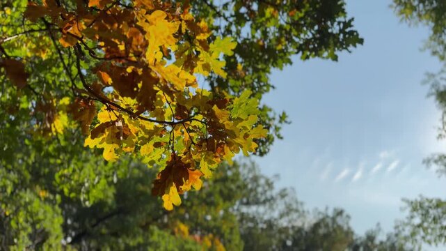 autumn trees in the park