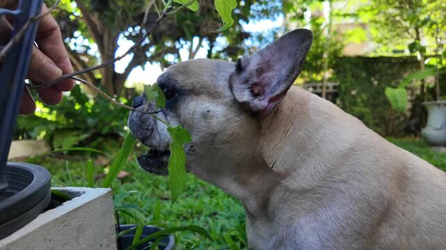A close-up shot showing a fawn French bulldog sniffing and nibbling on green leaves held out by a hand in an outdoor garden setting.