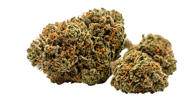 Cannabis bud isolated on white background. Macro view of dried marijuana flower. Medical herb