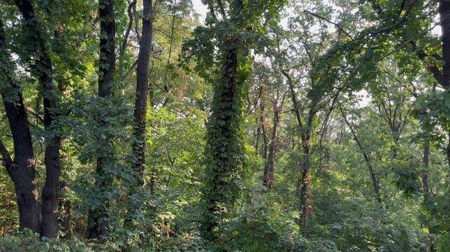 trees in the forest