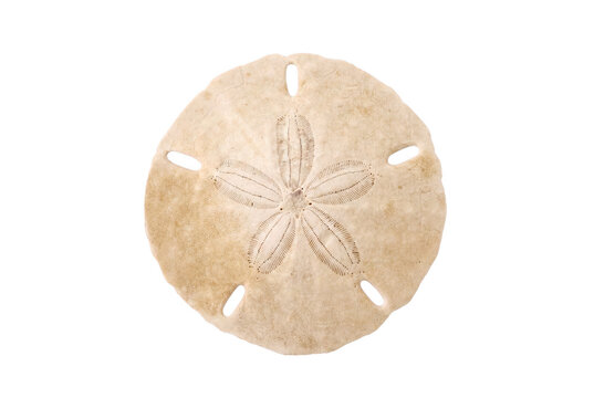 Detailed View of a Natural Sand Dollar Shell