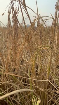 A close-up video clip showing mature golden rice stalks in a field, ready for harvest, highlighting the agricultural cycle of Oryza sativa.