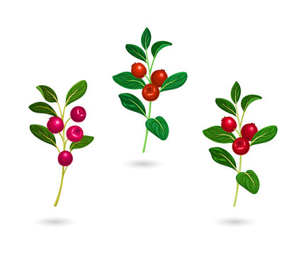 Vibrant cranberry branches in different colors transparent background