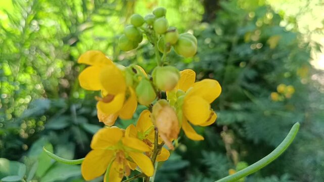 Detailed macro photograph of vibrant yellow flowers blooming on a leafy green branch accompanied by developing seed pods and lush foliage in a sunlit natural environment.