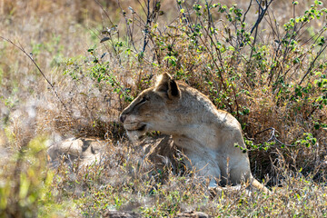 Young Lioness Resting in Dry African Bush Looking Sideways and Camouflaged © VittorePhotography