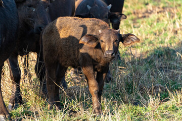 Adorable Young Cape Buffalo Calf Looking at Camera Among Adult Herd © VittorePhotography