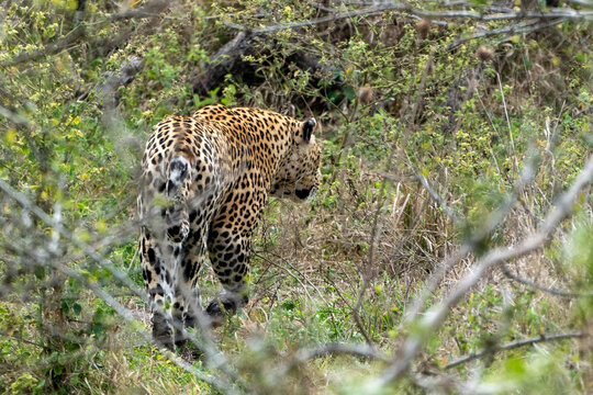Leopard Stalking Through Dense Green Bush Seen Through Branches in Kruger