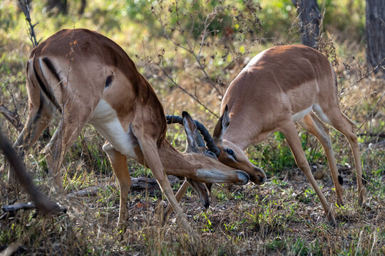 Male Impalas Head-to-Head in Intense Horn-Locked Combat in African Bush