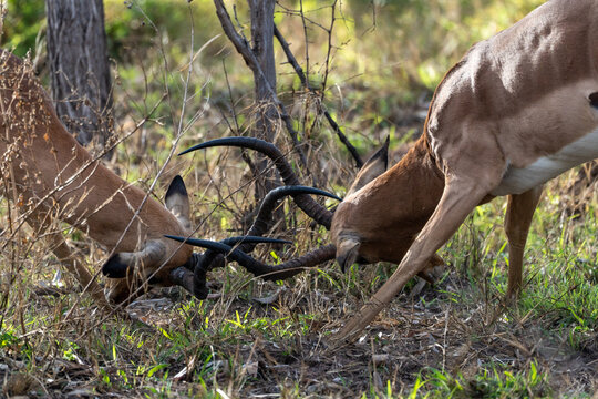 Two Male Impalas Sparring with Locked Horns in African Bush During Rut