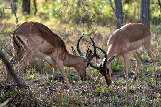 Two Male Impalas Locking Horns in Territorial Fight in African Savannah