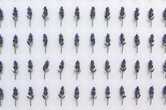 A minimalist botanical repeating pattern of tiny, identical sprigs of lavender arranged in a perfect polka dot grid on a white background.