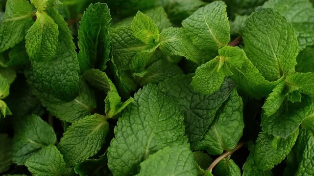 Fresh mint green leaves close up, rotation