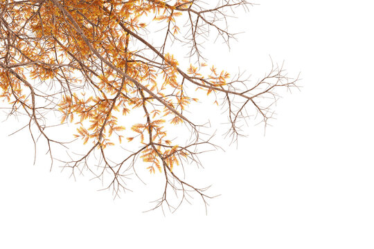 Autumn tree branches with dry yellow leaves framing top corner isolated on transparent background