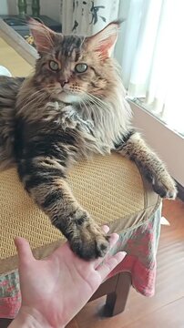 Large Maine Coon cat reaches out its fuzzy paw for a gentle handshake with human hand in this heartwarming and adorable high quality motion video footage