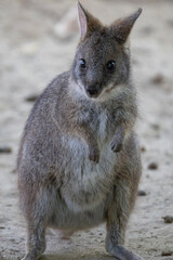 Wallaby standing observing camera with curious expression © KONSTANTIN SHISHKIN