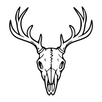 deer skull with antlers line art illustration for gothic and hunting concept
