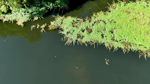 Lone nutria swimming in the Minho River Ourense Spain