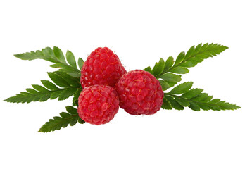 Fresh Red Raspberries and Green Leaves © Md
