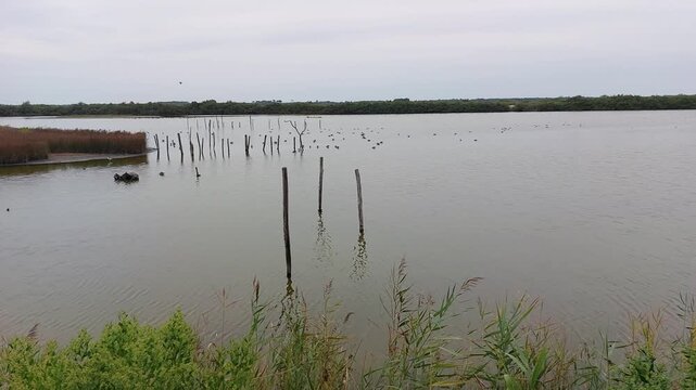 Zone naturelle du Teich - Gironde - Nouvelle Aquitaine
